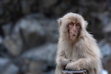 Young snow monkey with soft fur sitting by the side of the hot pool, enjoying the warmth