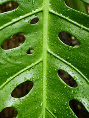 Fototapeta na wymiar green leaf pattern