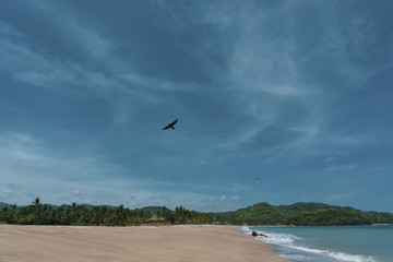Ave en el cielo sobre la playa