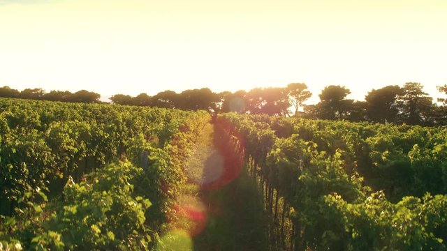 Aerial - Moving above the sunlit vineyard with golden light of the sun