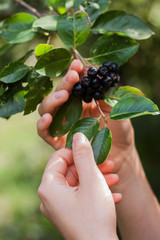 woman picking chokeberry from tree