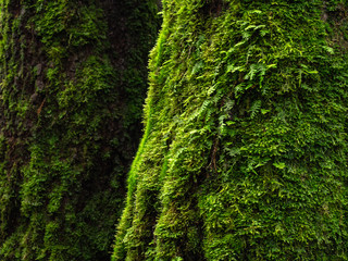 moss and fern in rain forest
