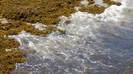 The sea lapping a seaweed covered section of Whitby beach, England.