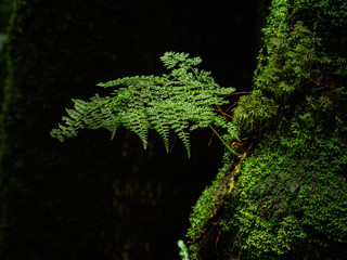 moss and fern in rain forest