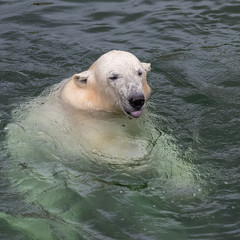 Polar bear who sticks out the tongue, playing in the water