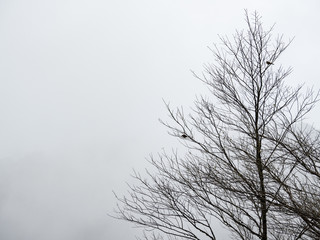 tree branches in fog