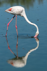 Pink flamingo eating in the lake, reflection on the water  © Pascale Gueret