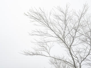 Fototapeta na wymiar tree branches in fog