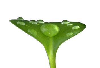 Drop of water on young green leaf - isolated