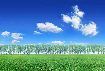 Idyllic view, row of trees among green fields