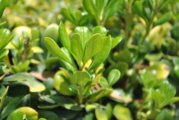 Fototapeta premium Naturaleza