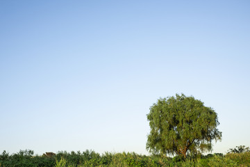 Landscape with a Babylon willow tree.