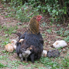 hen, chicken with their children, chicks in the garden