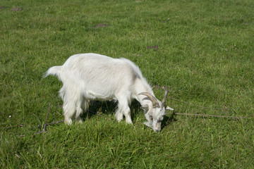 Naklejka na ściany i meble white goat on meadow