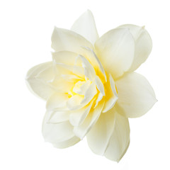 Fototapeta na wymiar Delicate daffodil flower isolated on white background.