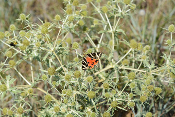 Papillon . Ecaille chiné