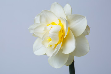 Delicate daffodil flower isolated on a gray background.