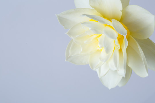 Delicate daffodil flower isolated on a gray background.