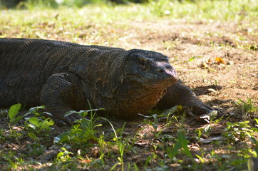 komodo