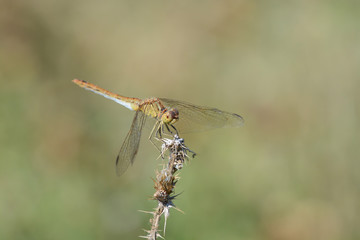 Libellule