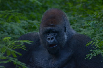 gorillas at the zoo