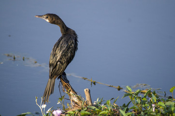 Darter