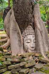 The Buddha is in the wood root..