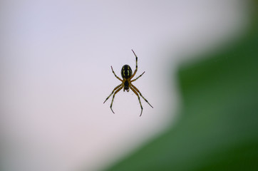 Spider . Macro photo of garden spider on  over natural background in Turkey.