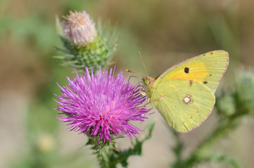 Obraz premium Colias crocea (Clouded Yellow)