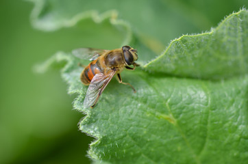 Bee is on the green leaf.