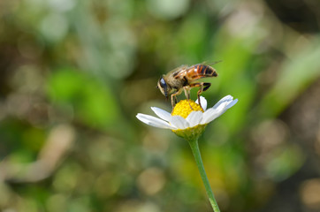 Honey Bee is on the daisy.