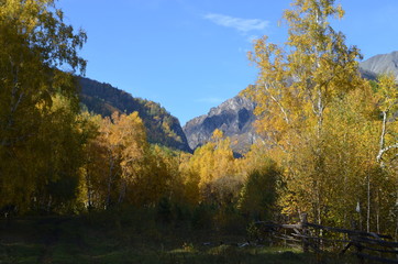 Fototapeta premium autumn forest