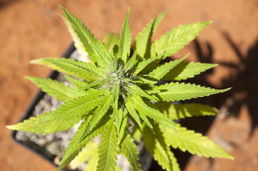 Medical Cannabis