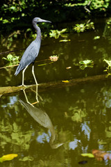 Heron- Costarica