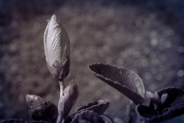 Hibiscus in sepia