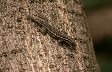 Naklejka na ściany i meble lizard on a tree