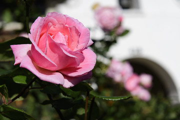 Rose