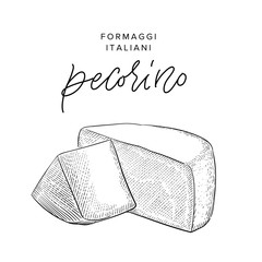 traditional Italian pecorino cheese vintage engraving illustration with its name calligraphy
