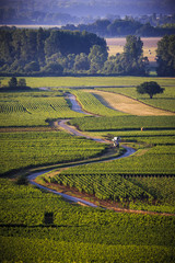 vineyards in cote d'or bourgogne