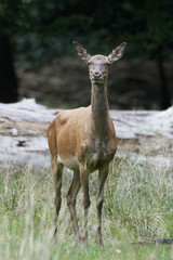 Red deer (Cervus elaphus)