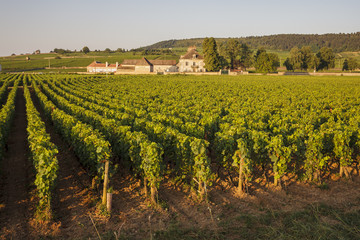 Fototapeta na wymiar Vineyards in Cote d'Or, Bourgogne
