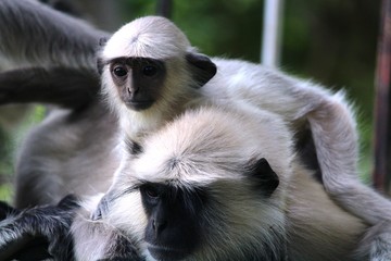 two monkeys