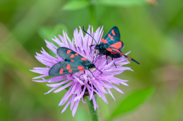 Fototapeta premium A Six-spot Burnet moth -Zygaena filipendulae- sitting on Knapweed -Centaurea genus- flower, in the Italian Dolomites