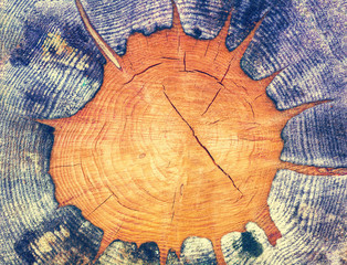 Abstract wooden background. Structure of a cut tree trunk