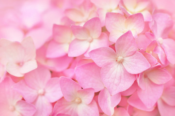 Fototapeta na wymiar Summer blossoming hydrangea, flower bokeh background, pastel and soft floral card, selective focus
