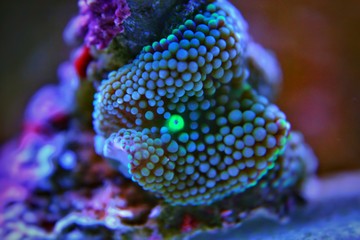 Ricordea mushroom is one of the most beautiful mushroom corals in the aquatic world   © Kolevski.V