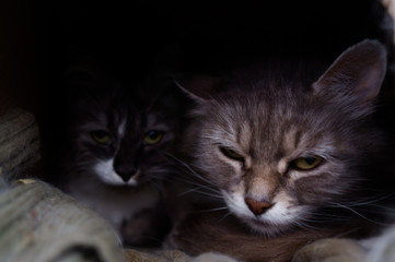 two homeless gray cats on a dark background