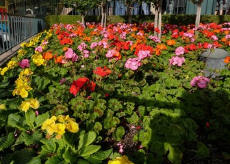 Colorful flowers in a garden at a park with late afternoon shadows