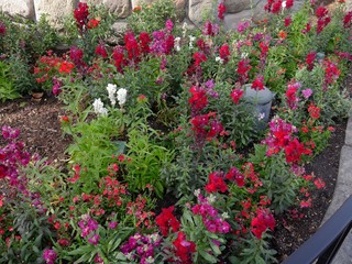 Fototapeta na wymiar Beautiful flowers in various colors in a garden