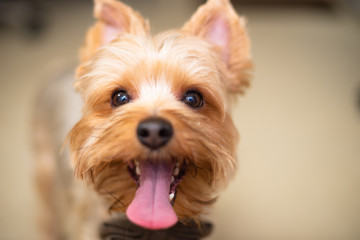 Yorkshire Terrier with a Big Smile